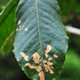 Coffee rust.